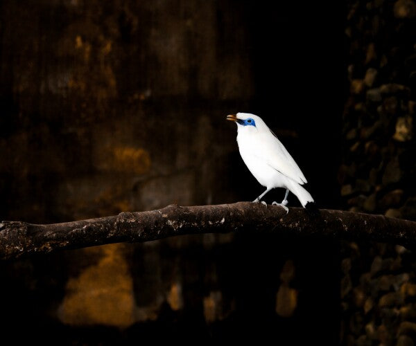 “Silent Spotlight” – White Bali Starling on Shadowed Perch
