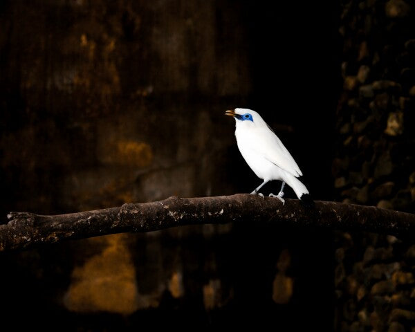 “Silent Spotlight” – White Bali Starling on Shadowed Perch