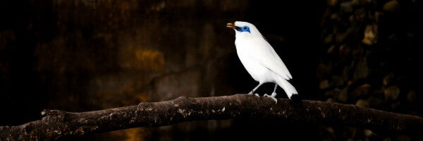 “Silent Spotlight” – White Bali Starling on Shadowed Perch