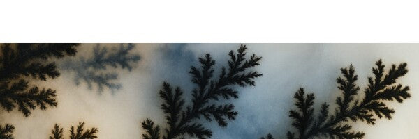 Wisdom Between Branches