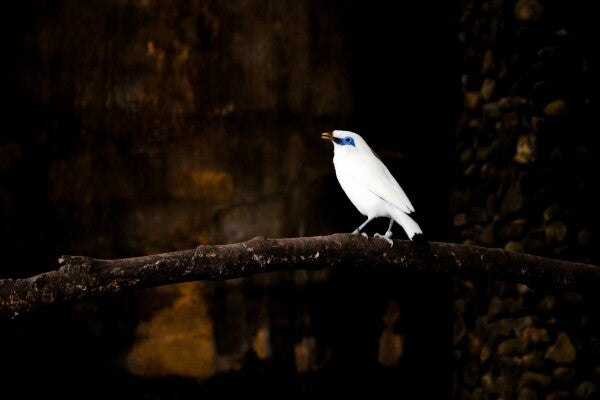 “Silent Spotlight” – White Bali Starling on Shadowed Perch