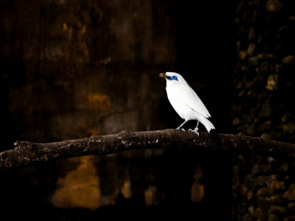 “Silent Spotlight” – White Bali Starling on Shadowed Perch