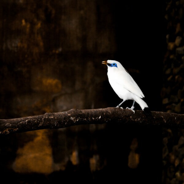 “Silent Spotlight” – White Bali Starling on Shadowed Perch
